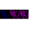 LifeSab™ KD-Validated SMS Rabbit mAb (20 μl)