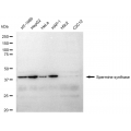 LifeSab™ KD-Validated SMS Rabbit mAb (20 μl)