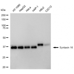 LifeSab™ KD-Validated STX16 Rabbit mAb (20 μl)