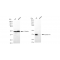 LifeSab™ KD-Validated STX16 Rabbit mAb (20 μl)