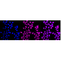 LifeSab™ KD-Validated Nesprin3 Rabbit mAb (20 μl)