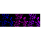 LifeSab™ KD-Validated Nesprin3 Rabbit mAb (20 μl)