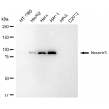 LifeSab™ KD-Validated Nesprin3 Rabbit mAb (20 μl)