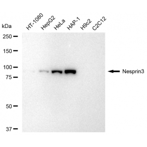 LifeSab™ KD-Validated Nesprin3 Rabbit mAb (20 μl)