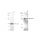 LifeSab™ KD-Validated Nesprin3 Rabbit mAb (20 μl)