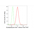 LifeSab™ KD-Validated SYPL1 Rabbit mAb (20 μl)