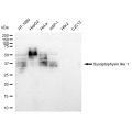 LifeSab™ KD-Validated SYPL1 Rabbit mAb (20 μl)