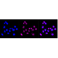 LifeSab™ KD-Validated TRIB3 Rabbit mAb (20 μl)