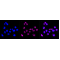 LifeSab™ KD-Validated TRIB3 Rabbit mAb (20 μl)