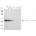 LifeSab™ KD-Validated TRIB3 Rabbit mAb (20 μl)