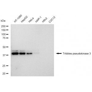 LifeSab™ KD-Validated TRIB3 Rabbit mAb (20 μl)