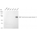 LifeSab™ KD-Validated TRIP10 Rabbit mAb (20 μl)