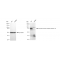 LifeSab™ KD-Validated TRIP10 Rabbit mAb (20 μl)