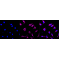 LifeSab™ KD-Validated TSFM Rabbit mAb (20 μl)