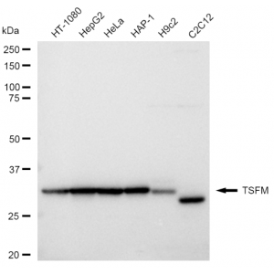 LifeSab™ KD-Validated TSFM Rabbit mAb (20 μl)