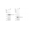 LifeSab™ KD-Validated TSFM Rabbit mAb (20 μl)