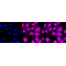 LifeSab™ KD-Validated VASP Rabbit mAb (20 μl)