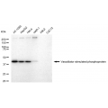 LifeSab™ KD-Validated VASP Rabbit mAb (20 μl)