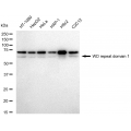 LifeSab™ KD-Validated WDR1 Rabbit mAb (20 μl)