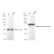 LifeSab™ KD-Validated WDR1 Rabbit mAb (20 μl)