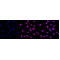 LifeSab™ KD-Validated TARDBP Rabbit mAb (20 μl)