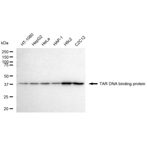 LifeSab™ KD-Validated TARDBP Rabbit mAb (20 μl)