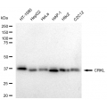 LifeSab™ KD-Validated CRKL Rabbit mAb (20 μl)