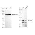 LifeSab™ KD-Validated CRKL Rabbit mAb (20 μl)