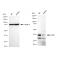 LifeSab™ KD-Validated CRKL Rabbit mAb (20 μl)