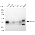 LifeSab™ KD-Validated ATP1B3 Rabbit mAb (20 μl)