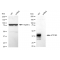 LifeSab™ KD-Validated ATP1B3 Rabbit mAb (20 μl)