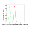 LifeSab™ KD-Validated ACAT2 Rabbit mAb (20 μl)