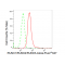 LifeSab™ KD-Validated RUNX1/RUNX2/RUNX3 Rabbit mAb (20 μl)