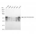 LifeSab™ KD-Validated RUNX1/RUNX2/RUNX3 Rabbit mAb (20 μl)