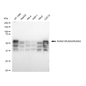 LifeSab™ KD-Validated RUNX1/RUNX2/RUNX3 Rabbit mAb (20 μl)