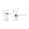 LifeSab™ KD-Validated RUNX1/RUNX2/RUNX3 Rabbit mAb (20 μl)