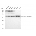 LifeSab™ KD-Validated HDAC1 Rabbit mAb (20 μl)