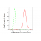 LifeSab™ KD-Validated HNRNPK Rabbit mAb (20 μl)