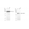 LifeSab™ KD-Validated HNRNPK Rabbit mAb (20 μl)