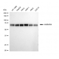 LifeSab™ KD-Validated HNRNPM Rabbit mAb (20 μl)