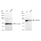 LifeSab™ KD-Validated HNRNPM Rabbit mAb (20 μl)