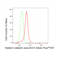 LifeSab™ KD-Validated KATNA1 Rabbit mAb (20 μl)