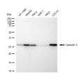 LifeSab™ KD-Validated GAL3 Rabbit mAb (20 μl)