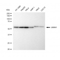 LifeSab™ KD-Validated LMAN1 Rabbit mAb (20 μl)