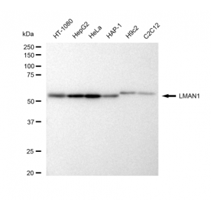 LifeSab™ KD-Validated LMAN1 Rabbit mAb (20 μl)