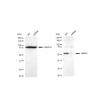 LifeSab™ KD-Validated LMAN1 Rabbit mAb (20 μl)