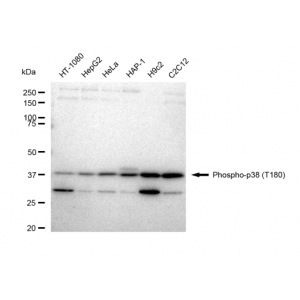 LifeSab™ KD-Validated Phospho-p38 (T180) Rabbit mAb (20 μl)