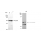 LifeSab™ KD-Validated Phospho-p38 (T180) Rabbit mAb (20 μl)