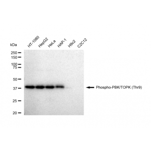 LifeSab™ KD-Validated Phospho-PBK (Thr9) Rabbit mAb (20 μl)