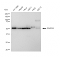 LifeSab™ KD-Validated PFKFB3 Rabbit mAb (20 μl)